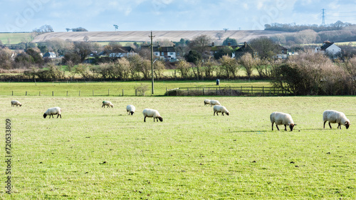 Sheep Grazing with the Broom Downs in the background near to Upchurch in Kent, England