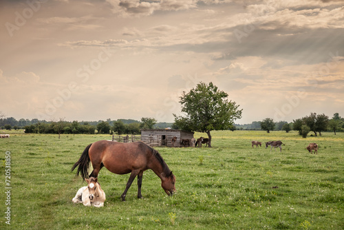Picture of a foal and his mare mother at sunset in Zasavica, Serbia. The horse is a domesticated, one-toed, hoofed mammal. It belongs to the taxonomic family Equidae and is one of two extant subspecie photo