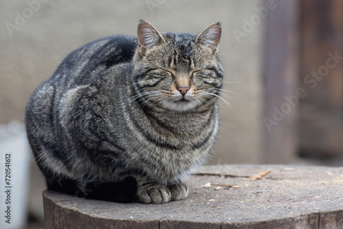 Canvas Print A fat stray cat is sitting on the street. Sleeping cat.