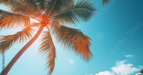 From below palm tree with green branches against cloudless blue sky  summer concept