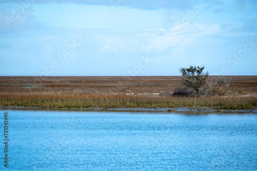 A lone tree in a tidal marsh along an estuary of the Atlantic Intercoastal Waterway. photo