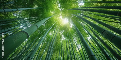 Upward View of Bamboo Forest Canopy