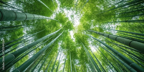 Upward View of Bamboo Forest Canopy