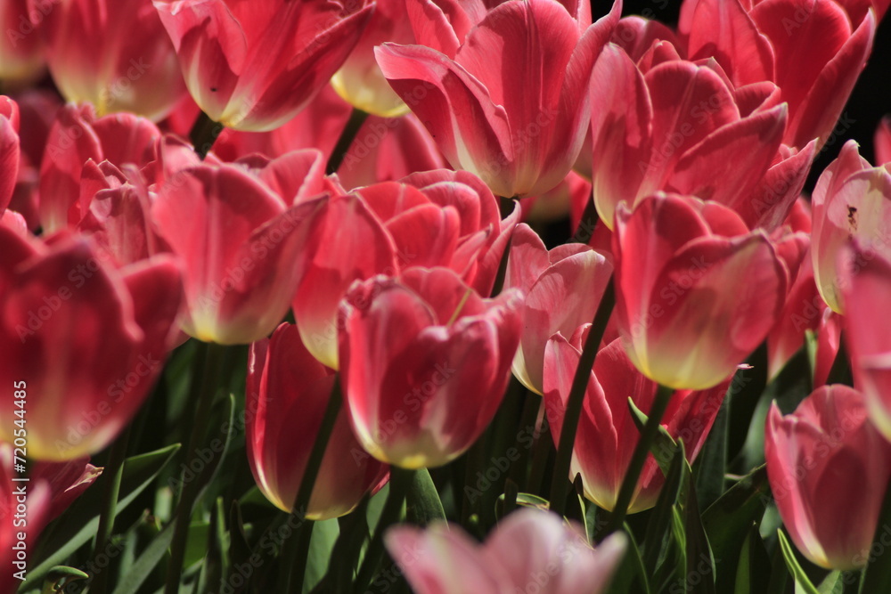 pink tulips in the garden pink tulips in the garden
