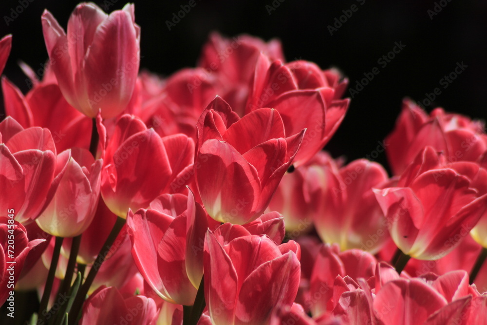 Obraz premium pink tulips