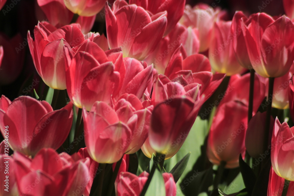 tulips tulips