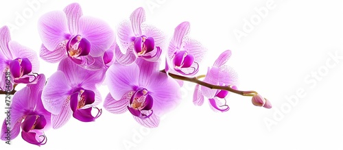 Beautiful Purple Orchid on a Stunning White Background: A Captivating Display of Beautiful Purple Orchid Blossoms Against a Crisp White Background