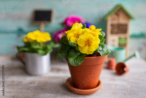Spring primula flowers in pots