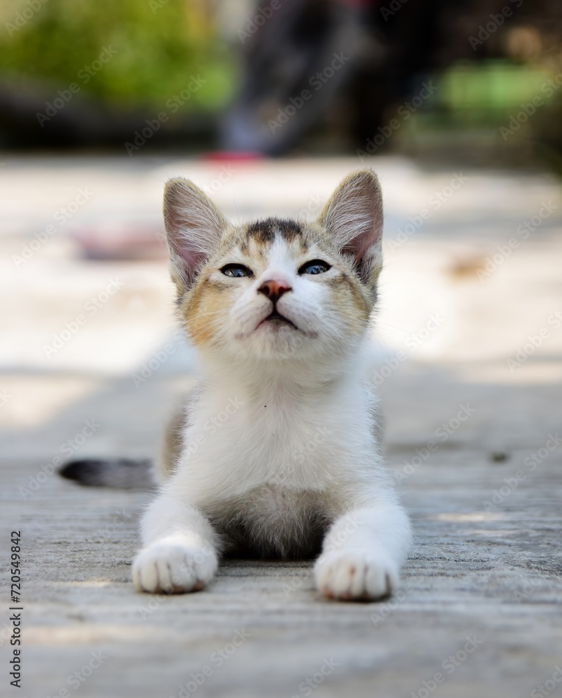 Adorable little cat relaxing, cute kitten, Furry Cat, Beautiful Cat photo, Cat wallpaper, Cute kitty. White Cat sitting with blurred bokeh background