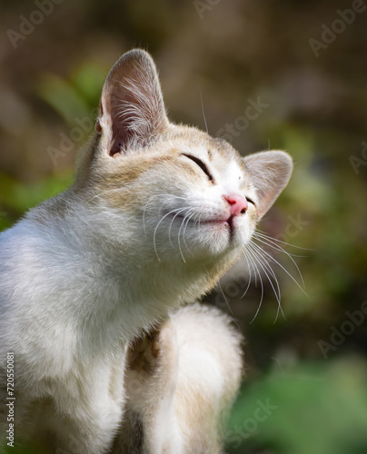 Adorable little cat relaxing, cute kitten, Furry Cat, Beautiful Cat photo, Cat wallpaper, Cute kitty. White Cat sitting with blurred bokeh background © Skylark1952