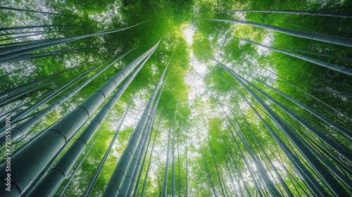 A bamboo forest with tall slender bamboo stalks reaching towards the sky creating a sense of height and depth.