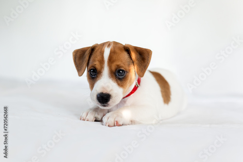 Small cute Jack Russel terrier puppy laying on the white bed close up