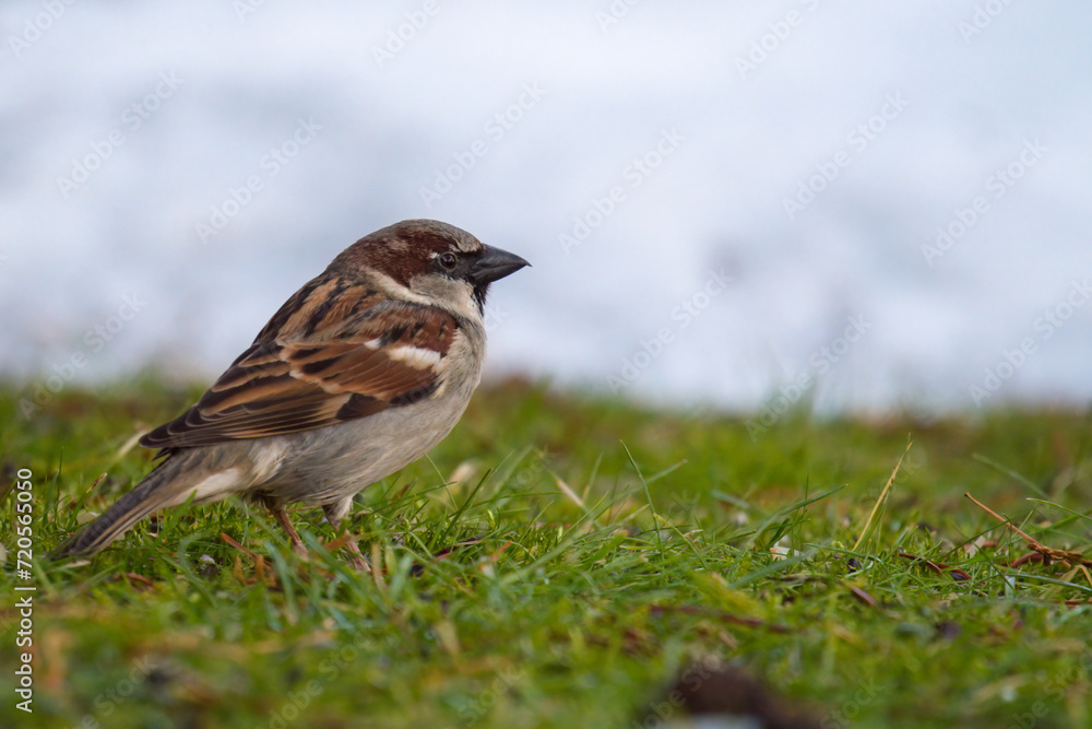 house sparrow is looking for food on the lawn in the garden at a winter day