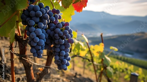 Ripe red wine grapes on vineyards in Lavaux region
