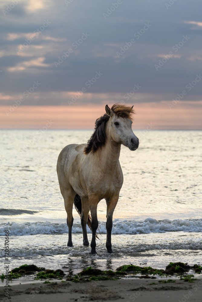 horse on the beach