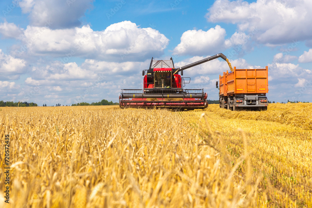 Fototapeta premium Combine harvester load wheat in the truck at the time of harvest in a sunny summer day.