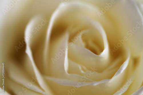 close-up of a white rose, selective focus