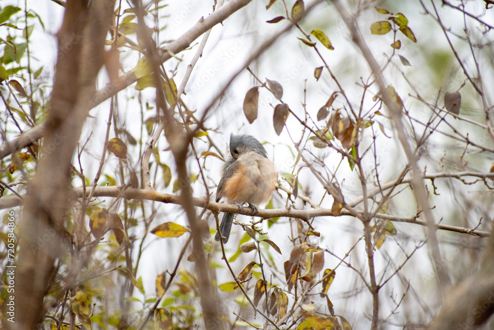 Obraz premium bird on a branch
