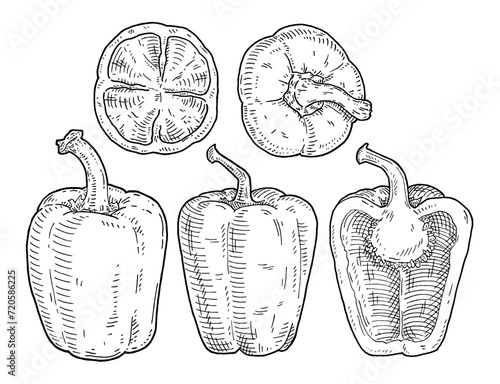 Fototapeta Naklejka Na Ścianę i Meble -  Whole and half sweet bell peppers. Vintage engraving vector black illustration.