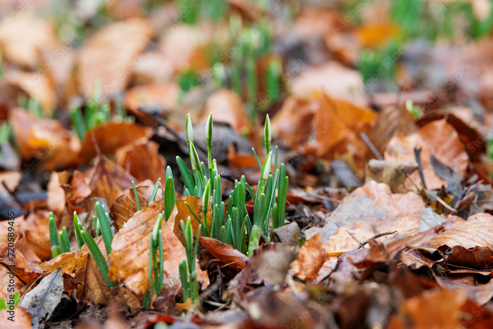 Obraz premium the flower buds of snowdrops peek out of the ground between wilted leaves in January in Siebenbrunn near Augsburg