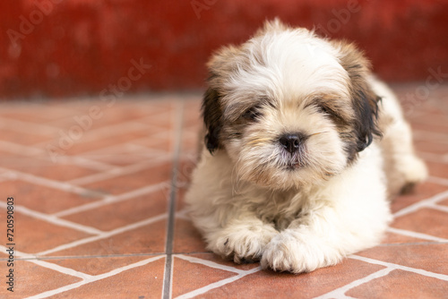 Bild auf Leinwand Shih Tzu puppy dog
