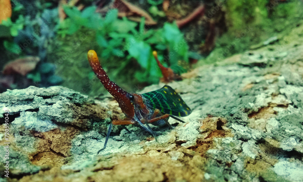 Tangkung peradah is a rare insect from West Kalimantan Tangkung peradah is a rare insect from West Kalimantan