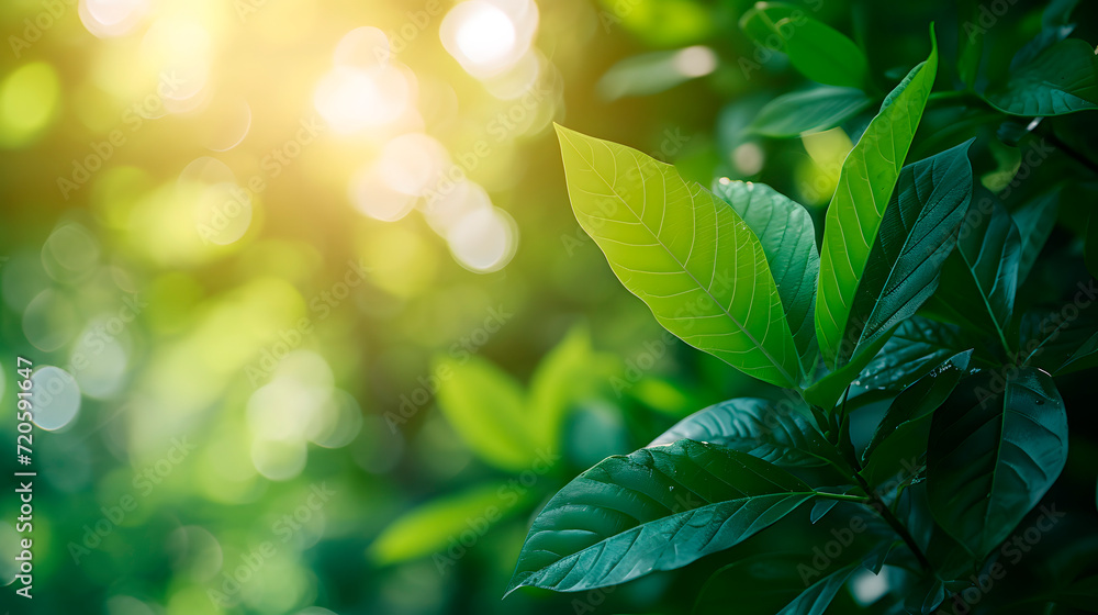 Fotografía de naturaleza con una rama llena de hojas verdes sobre fondo borroso en el jardín y con la luz del sol de frente - obrazy, fototapety, plakaty 