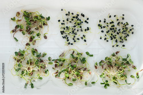 growing onion and flax sprouts at home or in the laboratory, microgreens