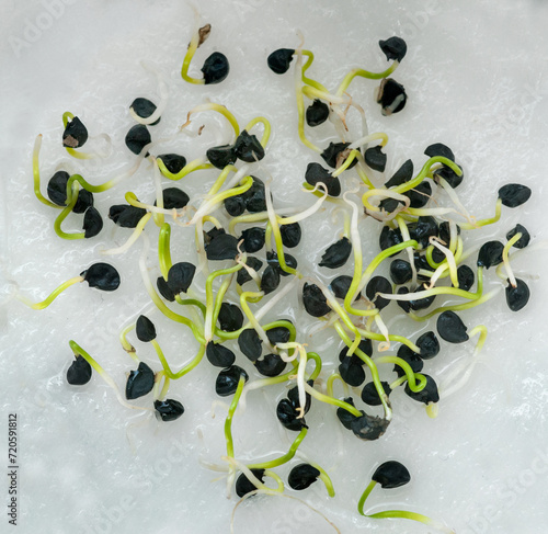 close up macro of growing onion sprouts at home or in the laboratory, micro g...