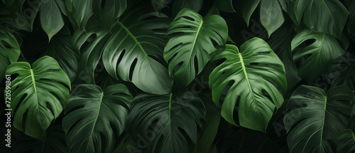 Monstera leaves background photo