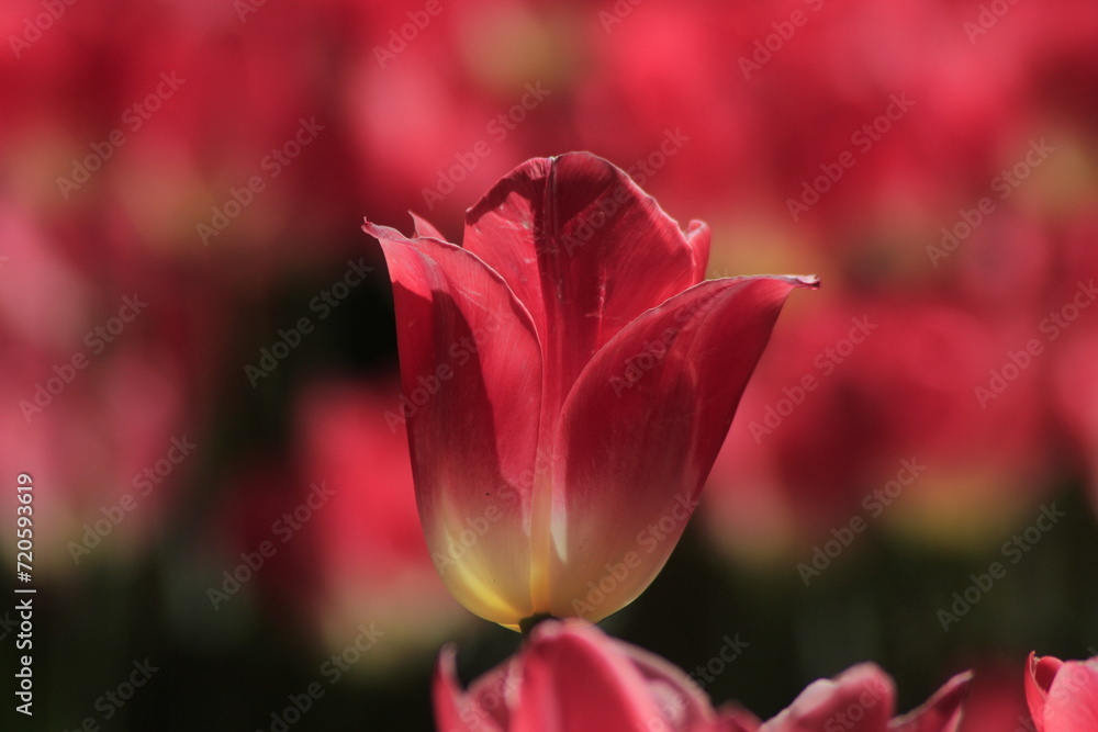 pink tulip closeup