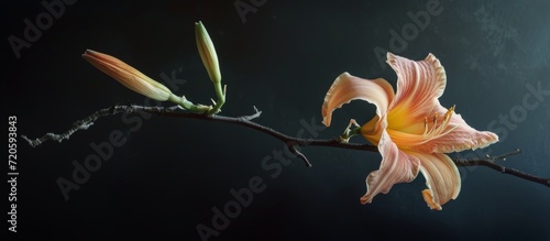 A Stunning Display of a Single Blooming Day Lily - Blooming Branch, Blooming Branch, Blooming Branch