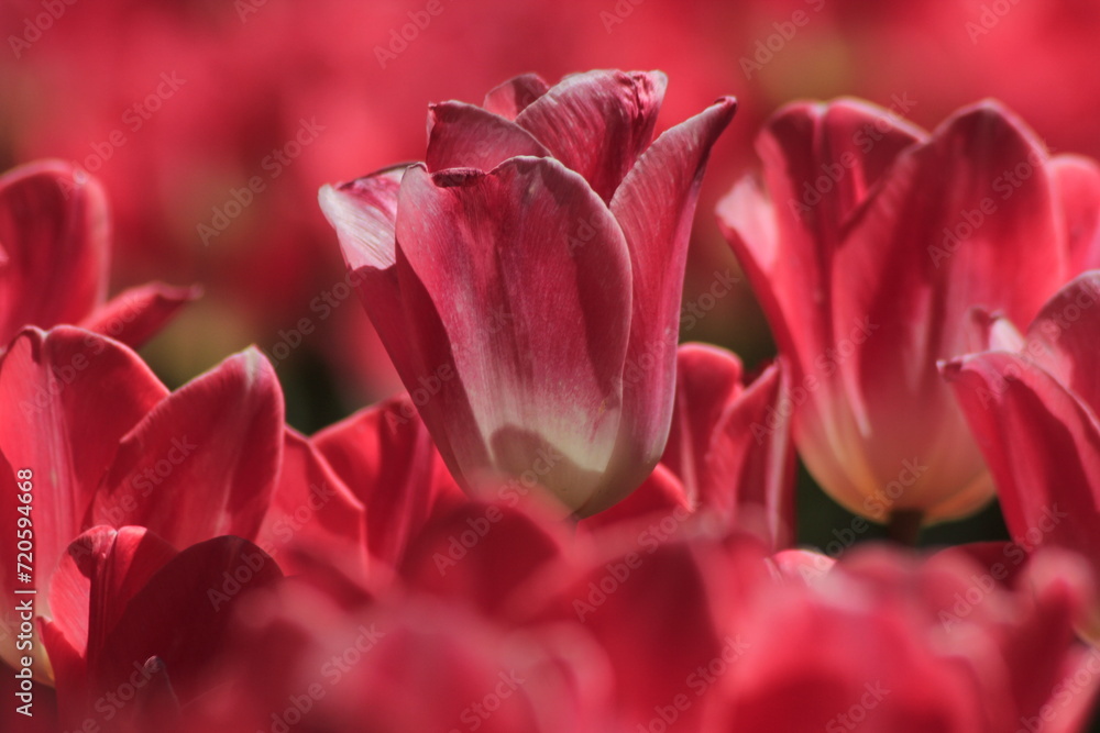 Fototapeta premium close up of pink tulip