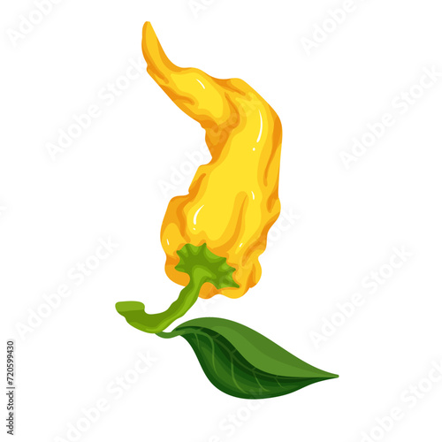 Ripe pod of yellow hot chili pepper. Vector graphics.