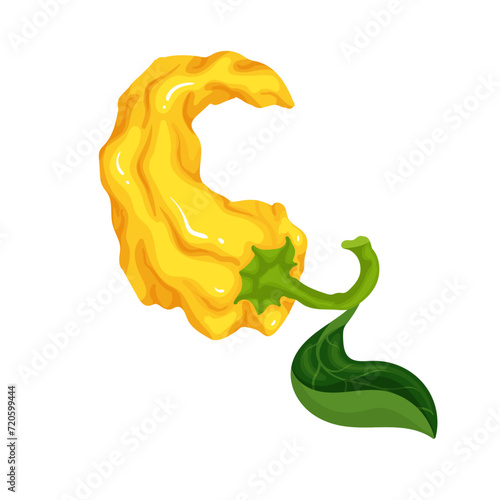 Ripe pod of yellow hot chili pepper. Vector graphics.