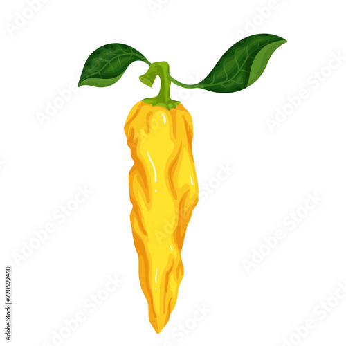 Ripe pod of yellow hot chili pepper. Vector graphics.