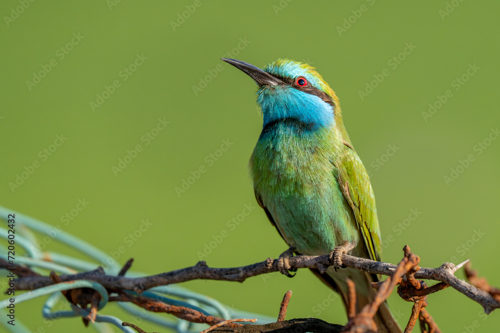 Obraz premium Arabian Bee Eater perched in the evening sun (Merops cyanophrys).