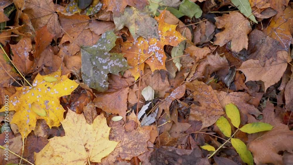 Carpet of Colorful Wet Autumn Maple Leaves in a Park in Nature. Rainy Weather. Close up. Top view. Fallen dirty, yellow leaves. Texture, autumn background. Abstract. Autumn Palette. Rotation. Walking. Carpet of Colorful Wet Autumn Maple Leaves in a Park in Nature. Rainy Weather. Close up. Top view. Fallen dirty, yellow leaves. Texture, autumn background. Abstract. Autumn Palette. Rotation. Walking.