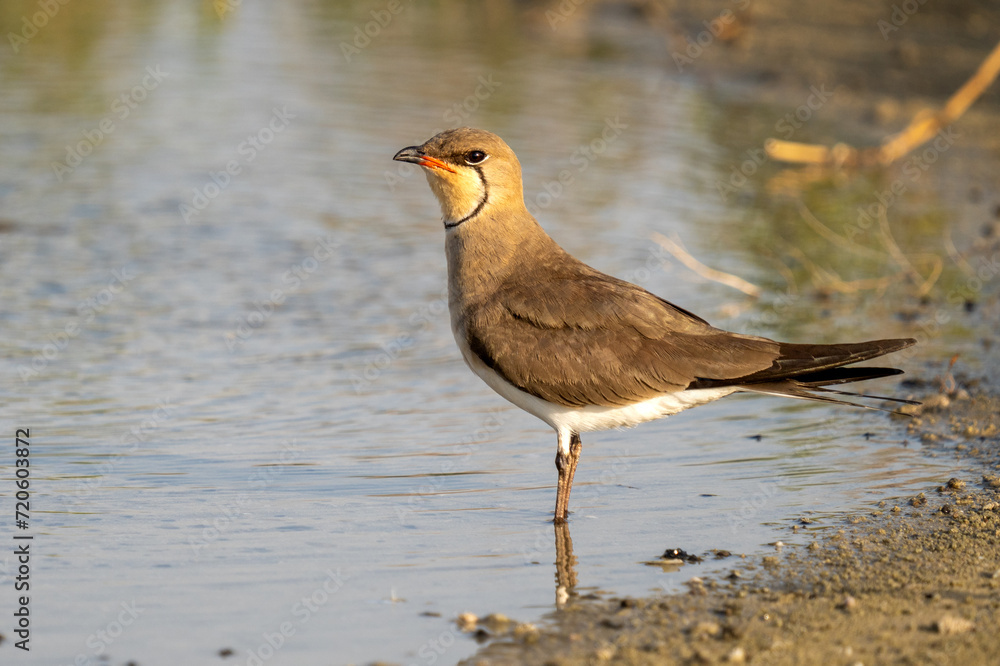 Fototapeta premium Collared pratincole (Glareola pratincola), or the common pratincole or red-winged pratincole on shoreline