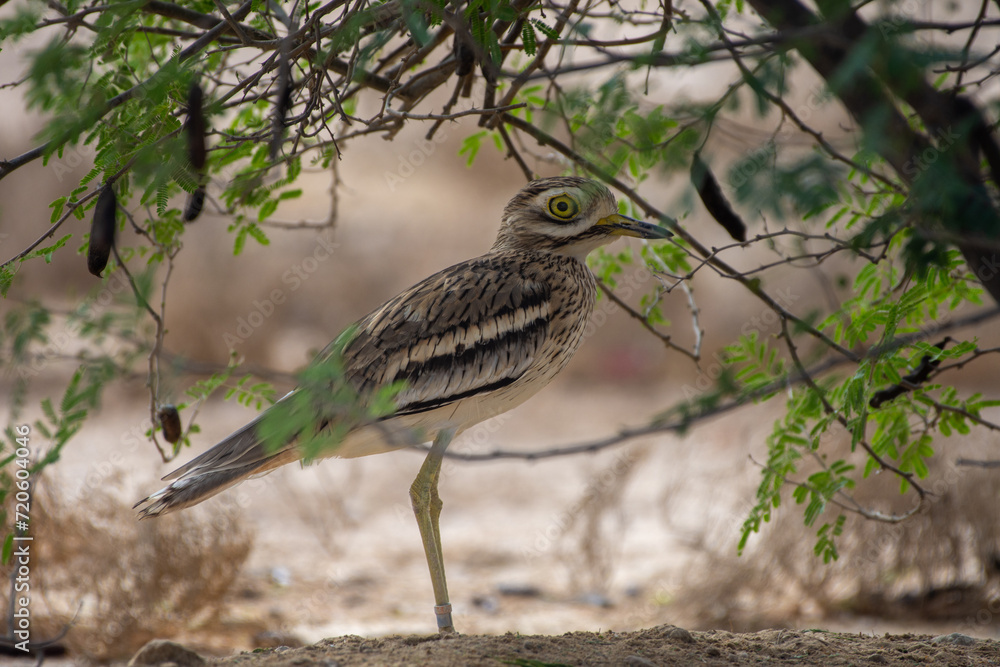 Eurasian stone-curlew, Eurasian thick-knee, or simply stone-curlew (Burhinus oedicnemus) in desert. Eurasian stone-curlew, Eurasian thick-knee, or simply stone-curlew (Burhinus oedicnemus) in desert.