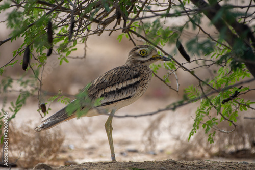 Eurasian stone-curlew, Eurasian thick-knee, or simply stone-curlew (Burhinus oedicnemus) in desert. photo