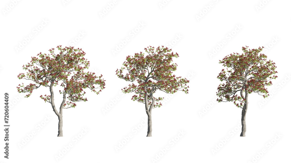 set of colorful trees, 3d rendering with transparent background, cut-outs, for illustration, digital composition, architecture visualization set of colorful trees, 3d rendering with transparent background, cut-outs, for illustration, digital composition, architecture visualization