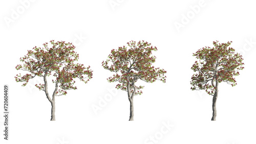 set of colorful trees, 3d rendering with transparent background, cut-outs, for illustration, digital composition, architecture visualization