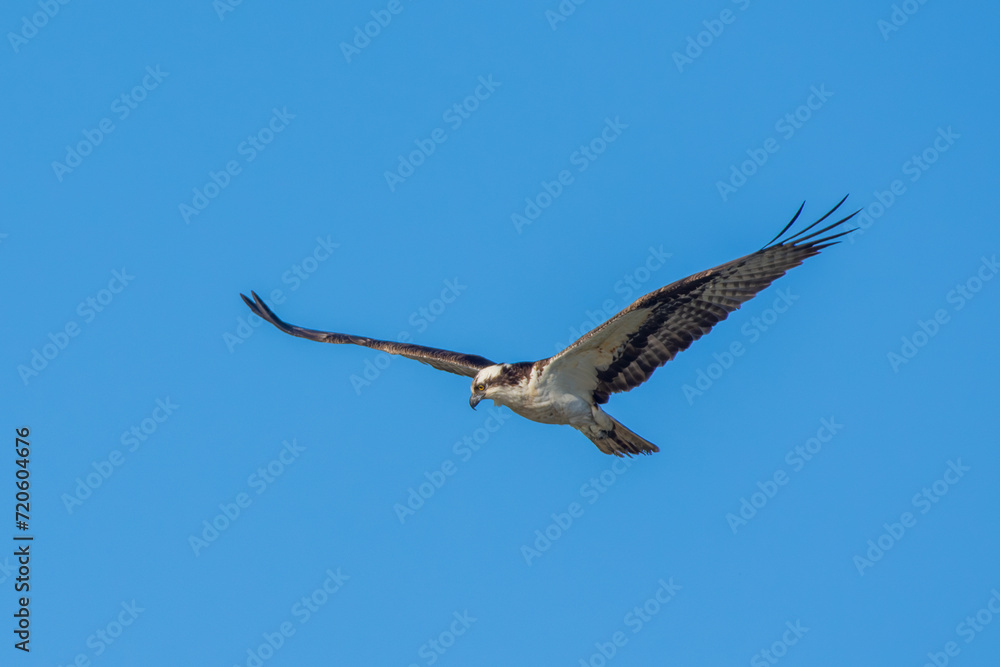 An osprey (Pandion haliaetus); the sea hawk, river hawk, or fish hawk flying on blue sky background An osprey (Pandion haliaetus); the sea hawk, river hawk, or fish hawk flying on blue sky background