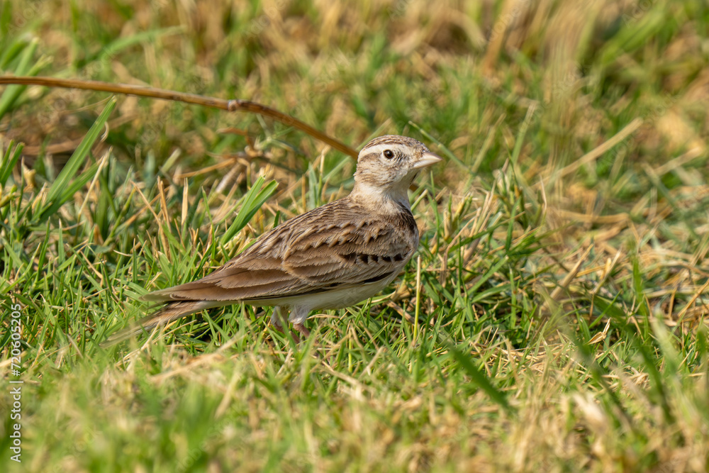 Greater short-toed lark (Calandrella brachydactyla) hiding in the grass in the middle east Greater short-toed lark (Calandrella brachydactyla) hiding in the grass in the middle east
