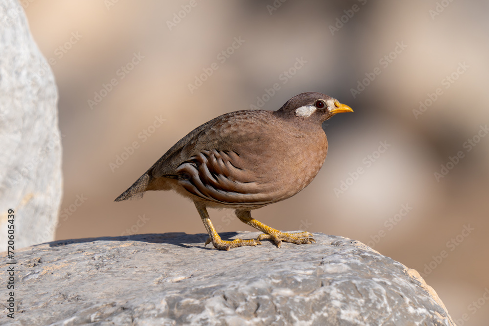 Sand Partridge (Ammoperdix heyi) in the rocks at sunset in the Middle East. Sand Partridge (Ammoperdix heyi) in the rocks at sunset in the Middle East.