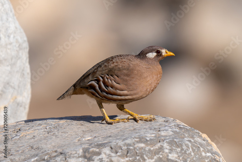 Sand Partridge (Ammoperdix heyi) in the rocks at sunset in the Middle East.
