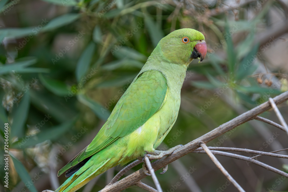 A close up of a Rose-Ringed Parakeet (Psittacula krameri) in a tree branch.