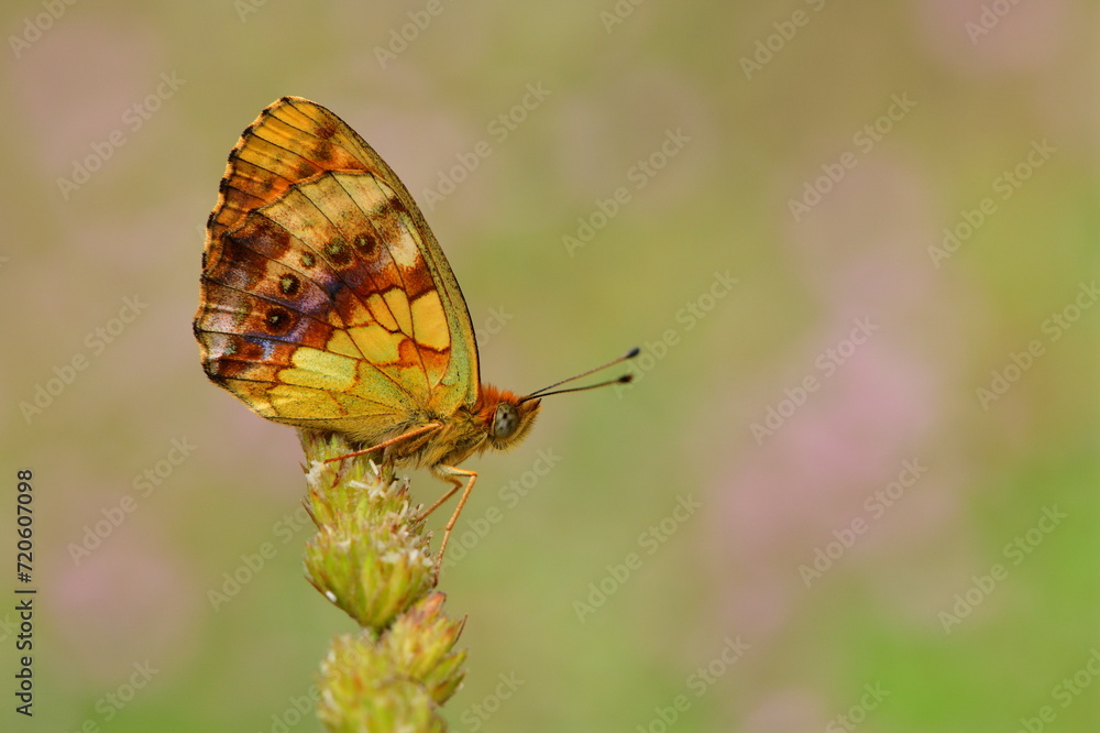 Obraz premium Brenthis daphne 989