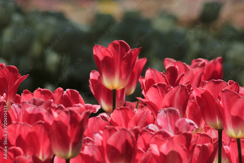 pink tulips